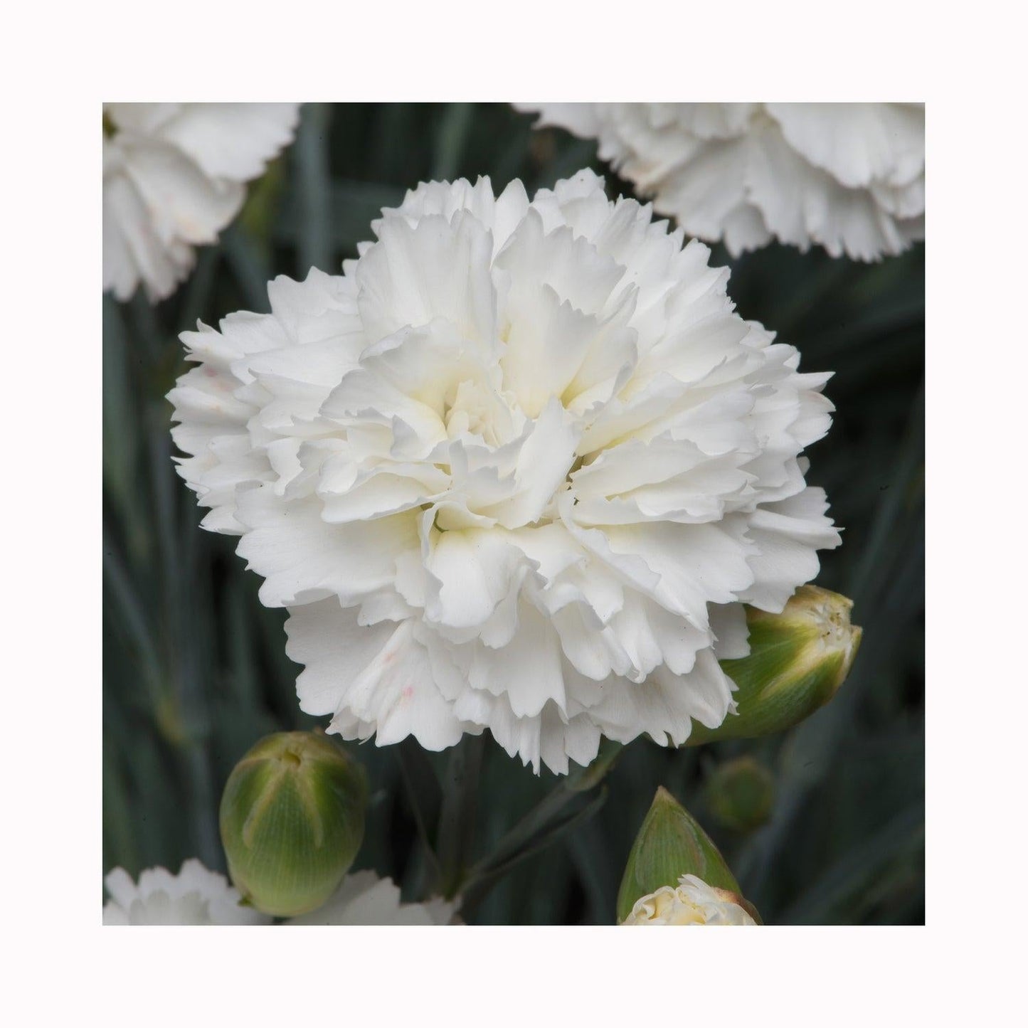 G2543 Dianthus 27scent First Memories 27 11 915defc9 9389 4db7 A353 A6810e3d3dce from www redcrocus com