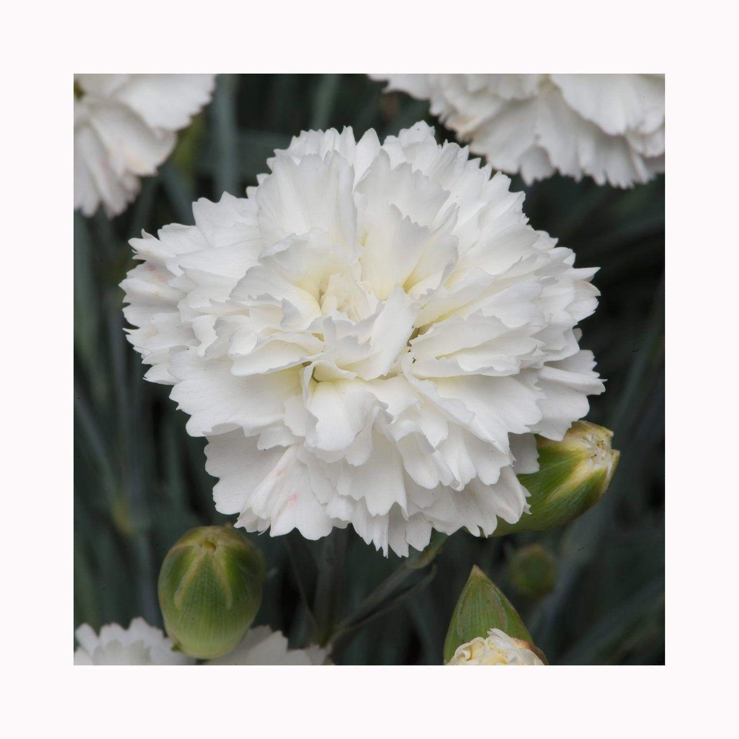 G2543 Dianthus 27scent First Memories 27 11 915defc9 9389 4db7 A353 A6810e3d3dce from www redcrocus com