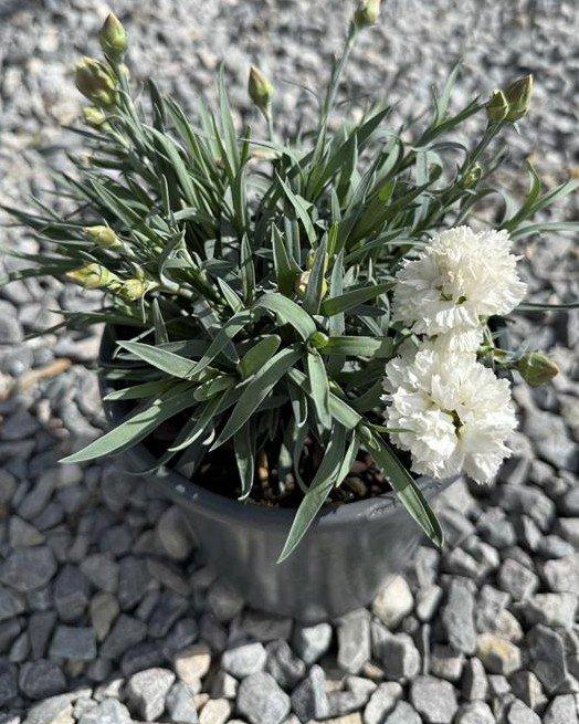 G2543 Dianthus 27scent First Memories 27 12 65d01bdb 893b 48ef A62f Dbaf612f3821 from www redcrocus com