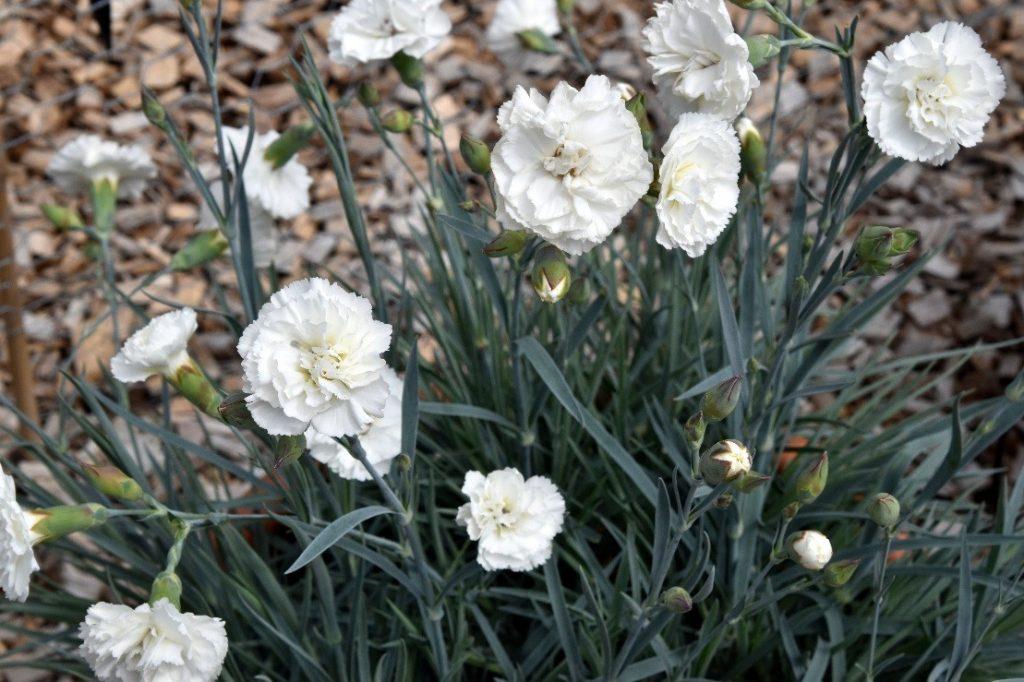 G2543 Dianthus 27scent First Memories 27 13 2ef1e9af 8277 4ccf 8074 324129e2562b from www redcrocus com