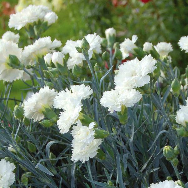 G2543 Dianthus 27scent First Memories 27 14 Ff8b15f8 229b 4f79 9772 820b281cb2d6 from www redcrocus com