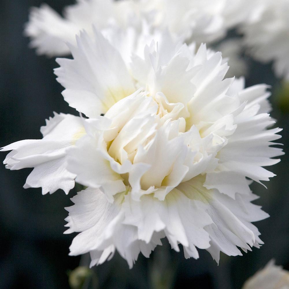 G2543 Dianthus 27scent First Memories 27 15 2b4e950f A4b3 4031 84e4 C10f29a3a84f from www redcrocus com