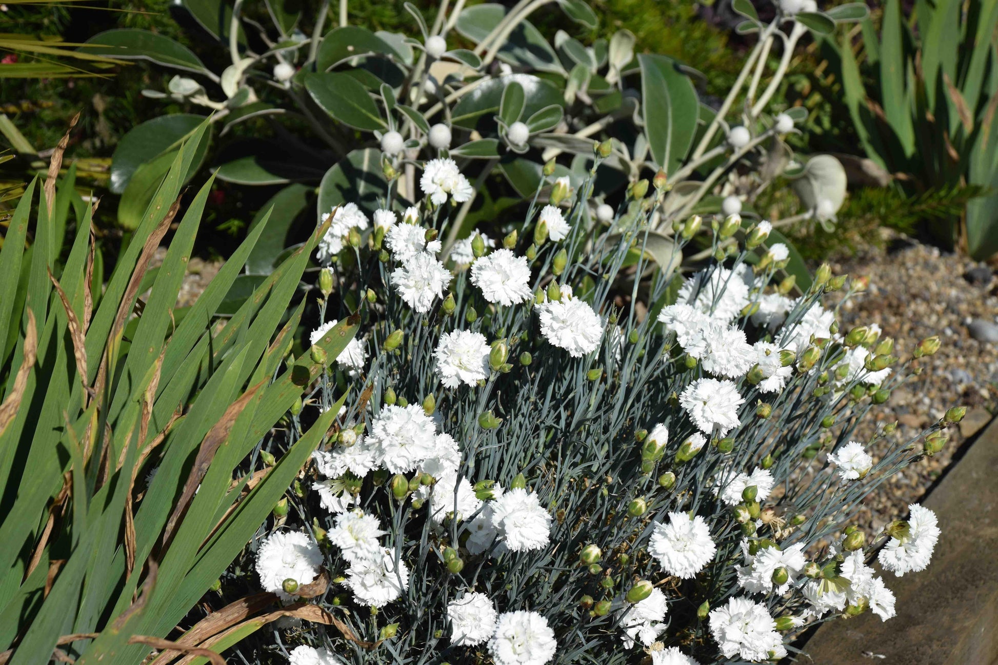 G2543 Dianthus 27scent First Memories 27 16 E2085223 Fb58 4713 8709 A9c5466fb22f from www redcrocus com