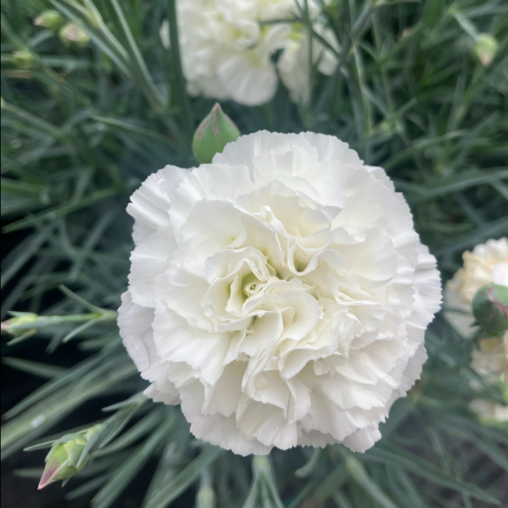 G2543 Dianthus 'scent First Memories' - View 17 from www redcrocus com