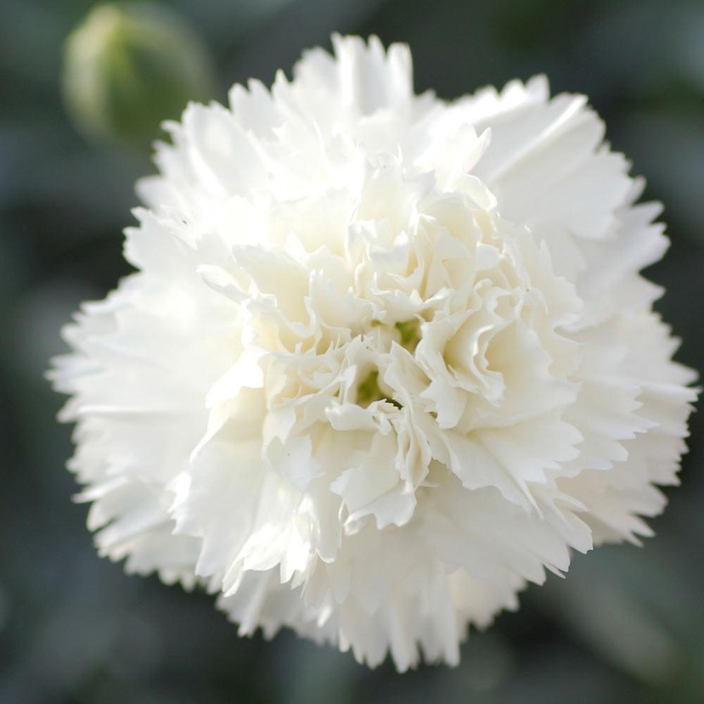 G2543 Dianthus 'scent First Memories' - View 18 from www redcrocus com