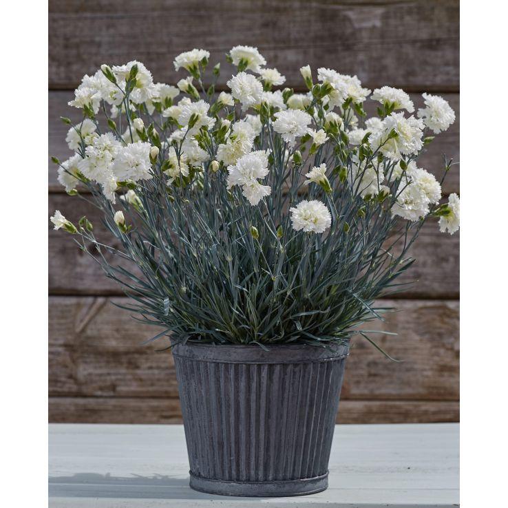 G2543 Dianthus 27scent First Memories 27 19 F5fcec36 1781 4e36 Ba68 Acc6ec96ddf2 from www redcrocus com