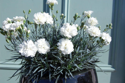 G2543 Dianthus 27scent First Memories 27 1 F724c468 D084 48f9 A7e8 55acb0ae9c66 from www redcrocus com