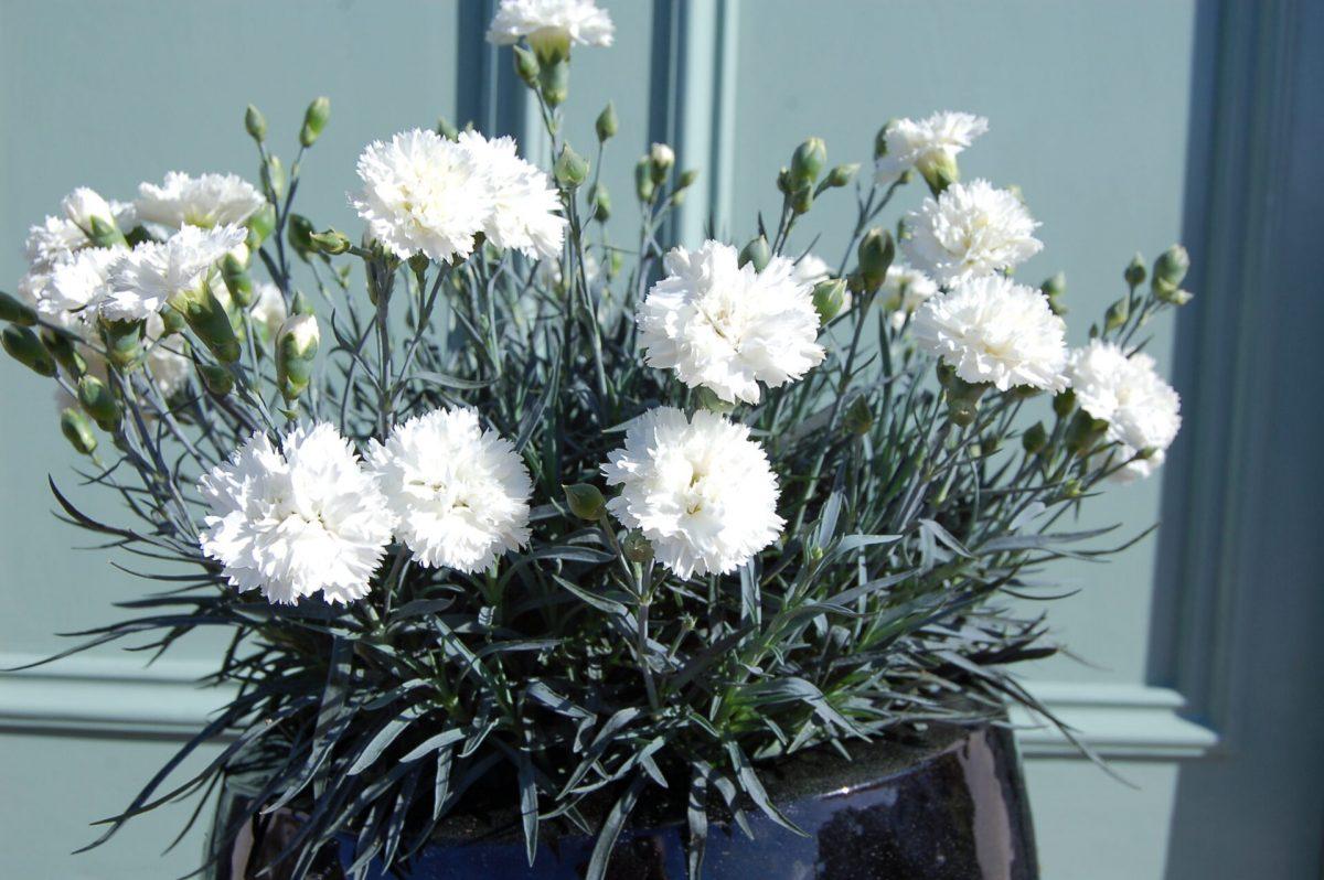 G2543 Dianthus 27scent First Memories 27 1 F724c468 D084 48f9 A7e8 55acb0ae9c66 from www redcrocus com