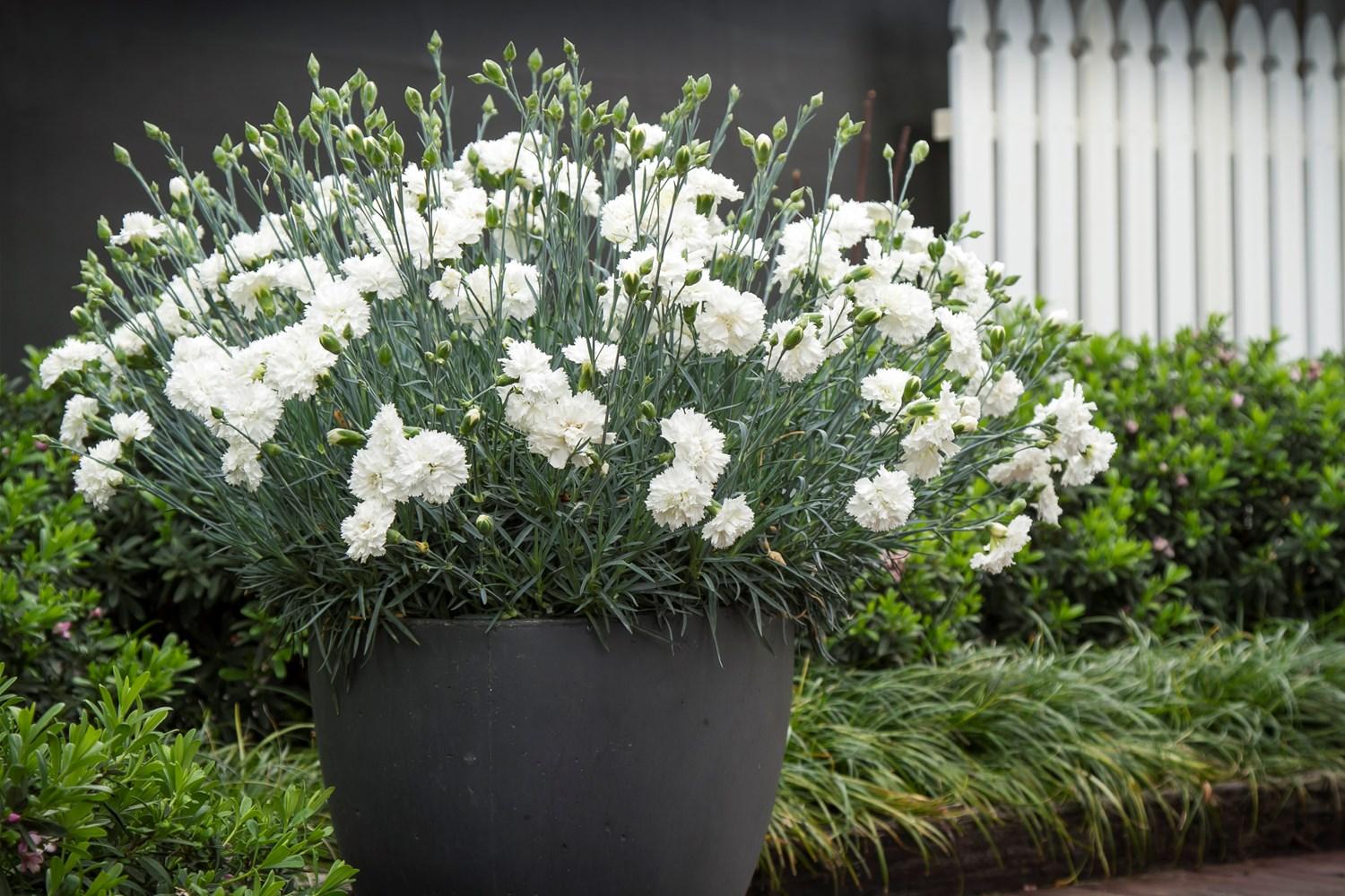 G2543 Dianthus 27scent First Memories 27 20 36fb8284 Cb26 4a8f Aceb Fb4ebc117c9e from www redcrocus com