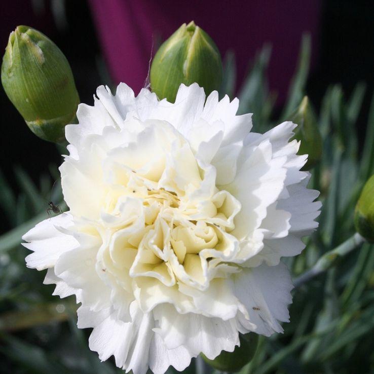 G2543 Dianthus 27scent First Memories 27 21 10e2a8a8 7a47 4399 8e50 1db89d385be7 from www redcrocus com
