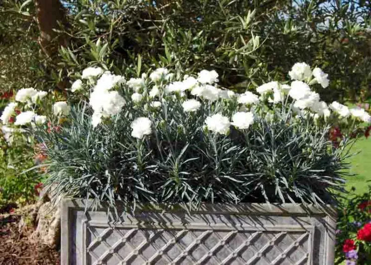 G2543 Dianthus 27scent First Memories 27 2 B99502f3 4dbe 4d4e B132 8519c0e39d3f from www redcrocus com