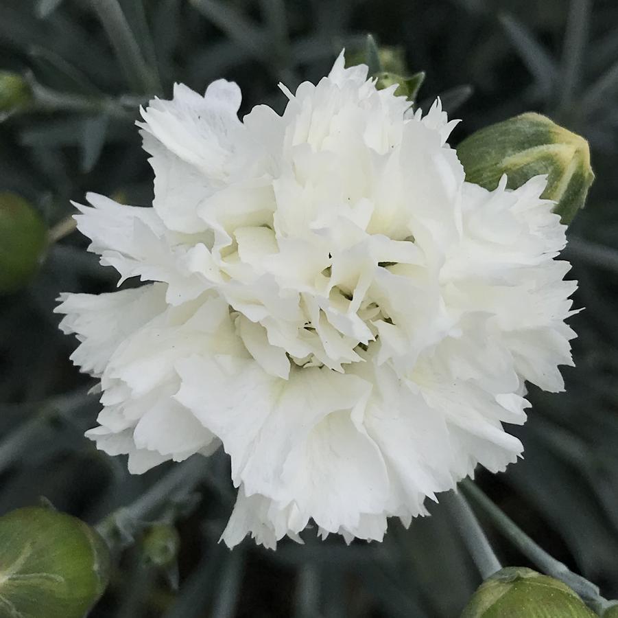 G2543 Dianthus 27scent First Memories 27 5 8ece2795 4356 4943 92a4 4d0ca8a0bd74 from www redcrocus com