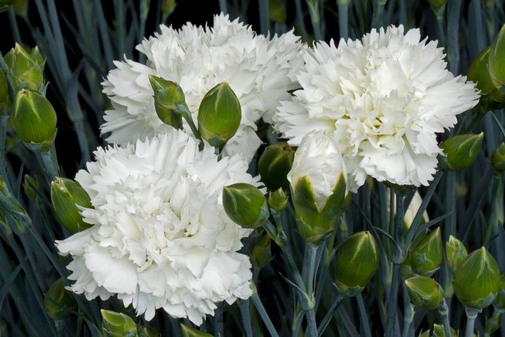 G2543 Dianthus 27scent First Memories 27 6 03151234 B756 42cd 9004 Ff1cb90e3396 from www redcrocus com