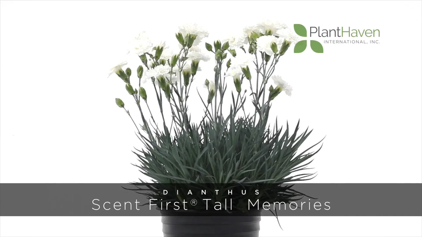 G2543 Dianthus 27scent First Memories 27 8 2af95023 732e 4037 9d54 012c1722a066 from www redcrocus com