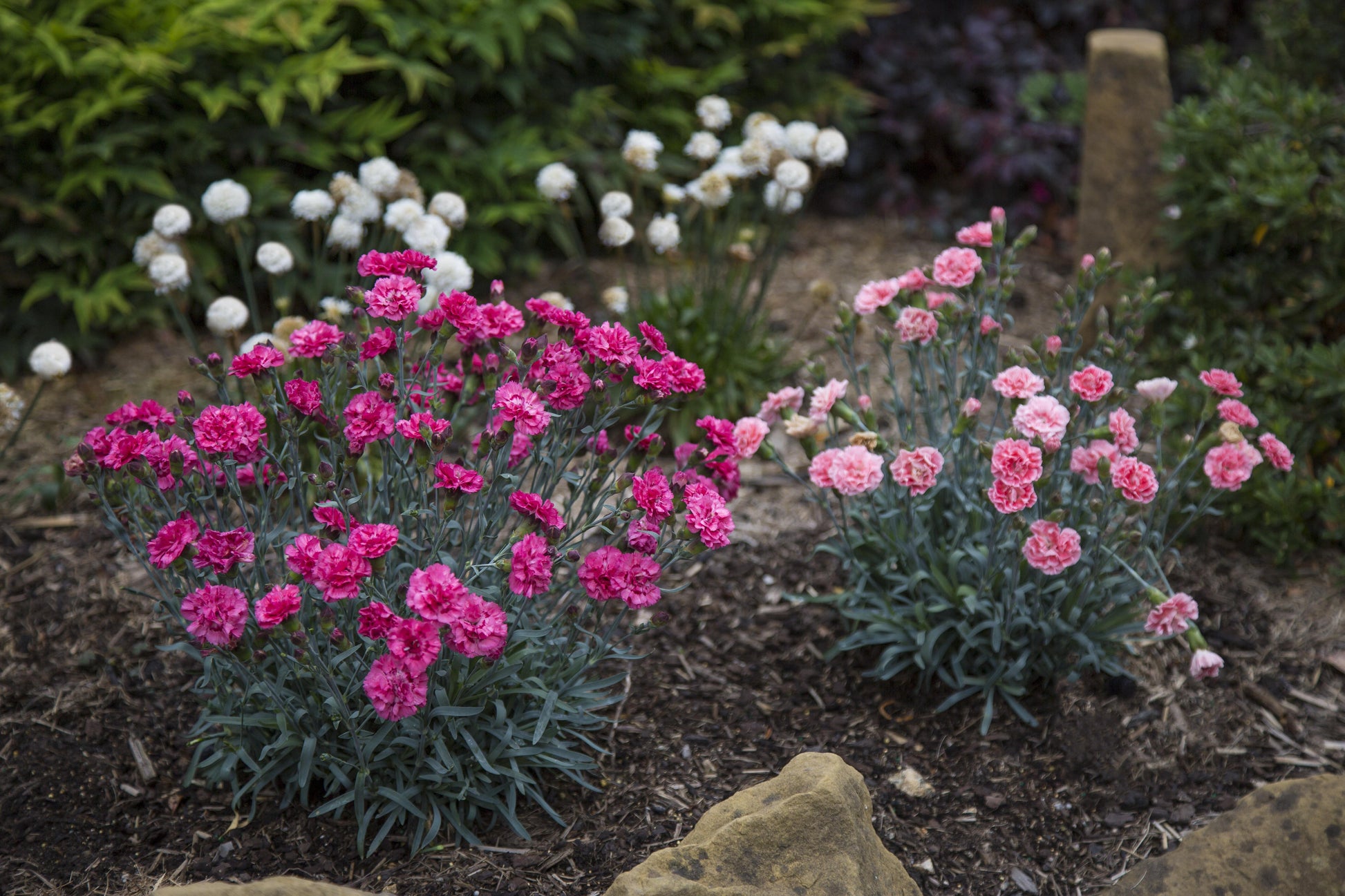 G2544 Dianthus 27scent First Sugar Plum 27 18 Bc71f567 5a68 49a7 B48f 0795e1deb855 from www redcrocus com