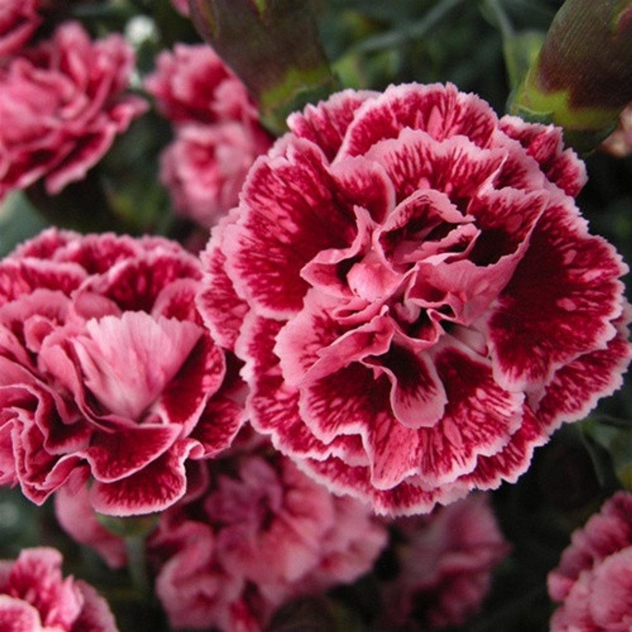G2544 Dianthus 27scent First Sugar Plum 27 20 D12d6630 5123 4bcf Ab7c 31c7c56815f1 from www redcrocus com