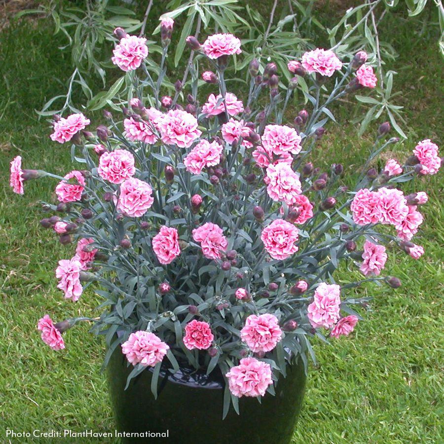 G2544 Dianthus 27scent First Sugar Plum 27 21 0ff9384e E049 41f4 Bacd 3b0921bd0efa from www redcrocus com