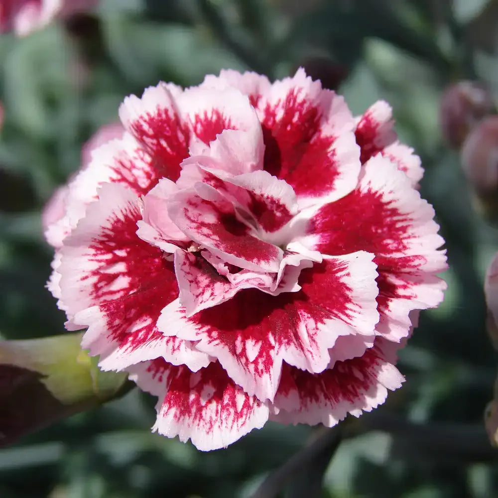 G2544 Dianthus 27scent First Sugar Plum 27 26 1258704b F79d 48f3 9d77 78d2e824674e from www redcrocus com
