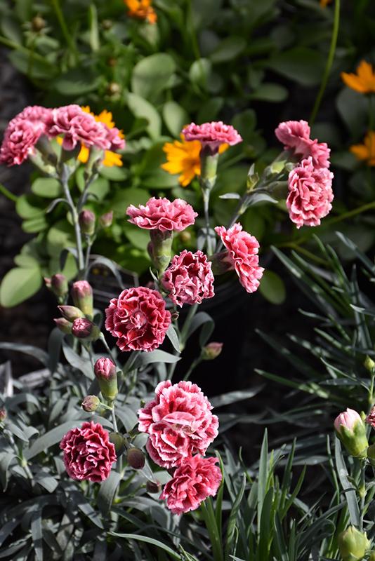 G2544 Dianthus 27scent First Sugar Plum 27 28 9a70f948 8ed3 48d4 B147 3421ae53b9d8 from www redcrocus com