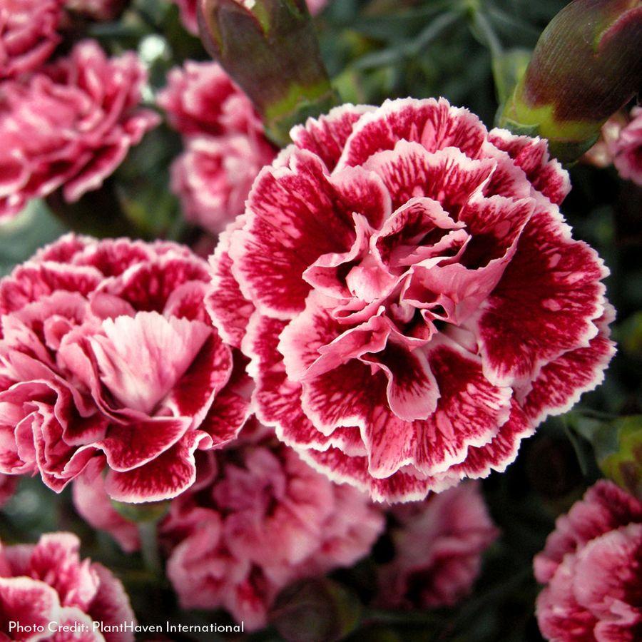 G2544 Dianthus 27scent First Sugar Plum 27 31 080985b0 2f05 4d56 83de C9f27939c131 from www redcrocus com