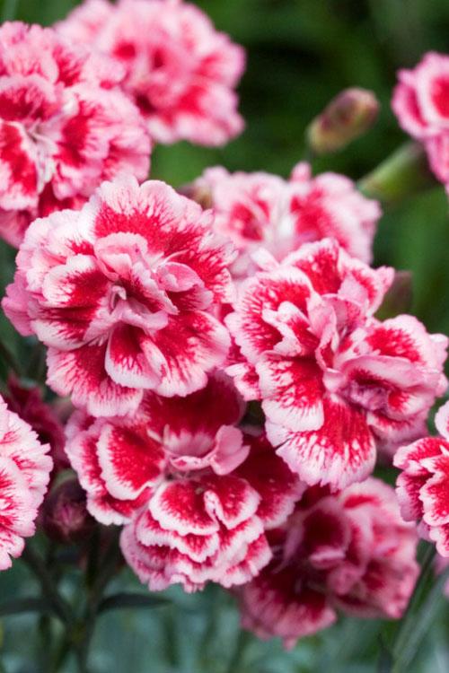 G2544 Dianthus 27scent First Sugar Plum 27 32 6b755631 8f23 46c5 B280 E3a7c535818b from www redcrocus com