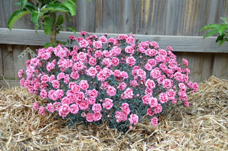 G2544 Dianthus 27scent First Sugar Plum 27 3 3c286e5a A2f7 4114 B8e8 70e7e4e34717 from www redcrocus com