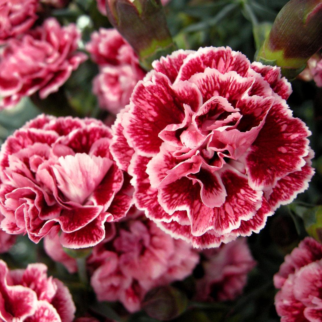 G2544 Dianthus 27scent First Sugar Plum 27 6 14a8d19e 1ce5 4c12 8e55 183f68c2e6cb from www redcrocus com