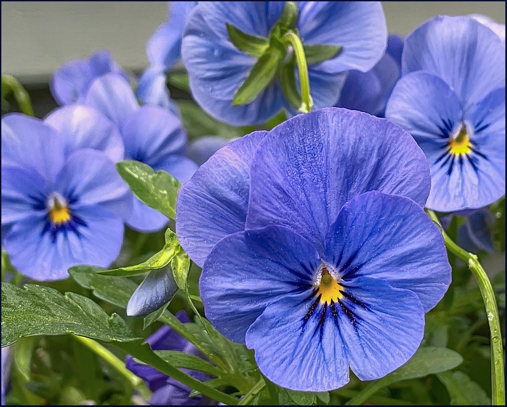 G2546 Viola Cornuta Sorbet Xp True Blue 11 26bff969 2a92 4794 861a C78f728e814a from www redcrocus com