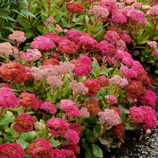 G2549 Sedum Telephium Party Hardy Birthday Party - View 10 from www redcrocus com
