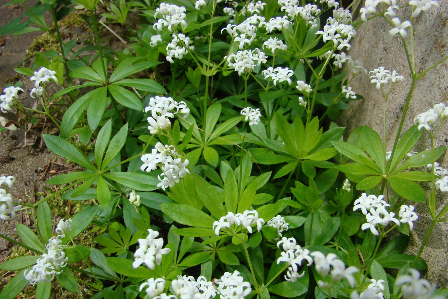 G257 Galium Odoratum 10 5705d272 94c8 41cd 984c 6274bb894c92 from www redcrocus com