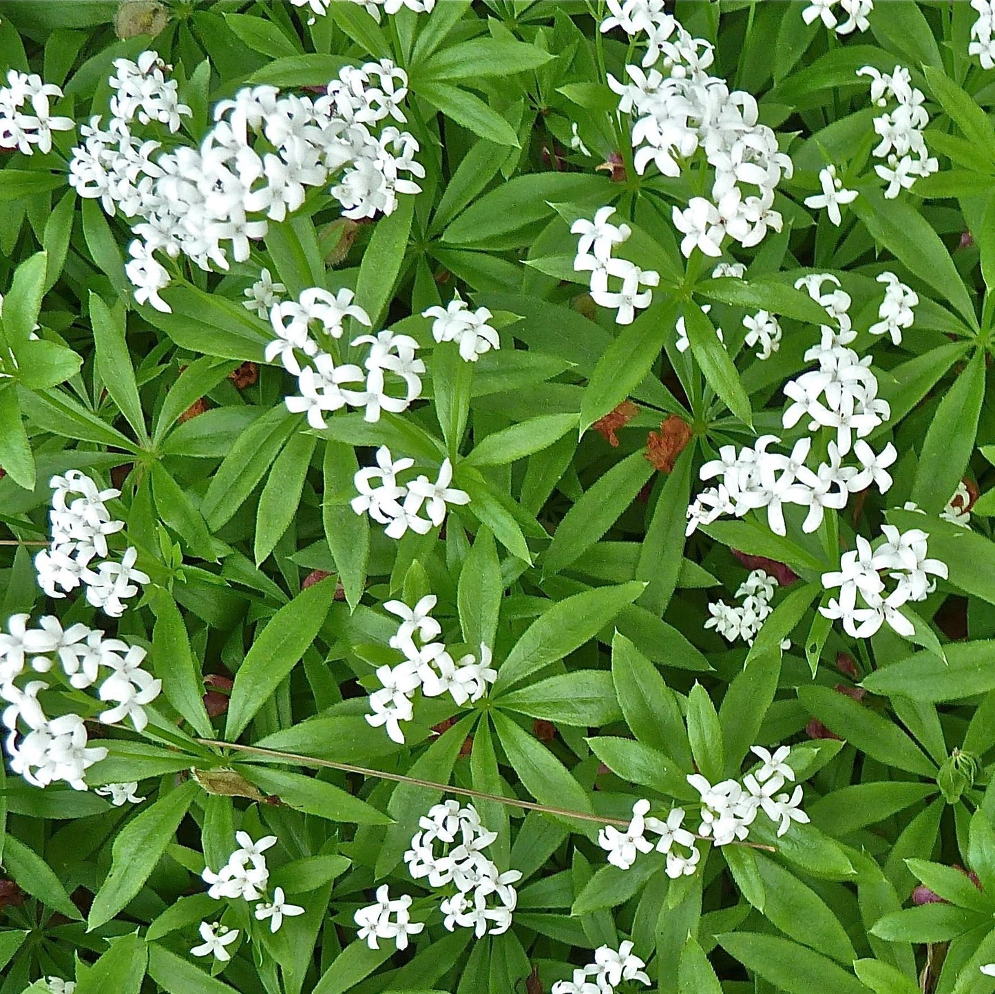 G257 Galium Odoratum 6 8f0af778 C092 427a Ac13 084f7c8b15e6 from www redcrocus com