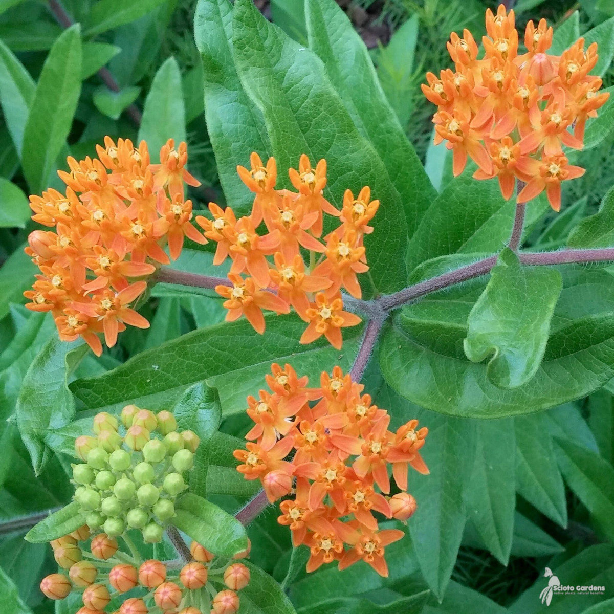 G2606 Asclepias Tuberosa 10 B8285d22 9959 416a 97f2 61ed39e7e6e2 from www redcrocus com