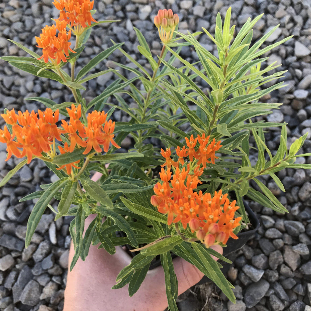 G2606 Asclepias Tuberosa 2 1d44d669 1150 468d 8b2a 0b0025e43ed2 from www redcrocus com