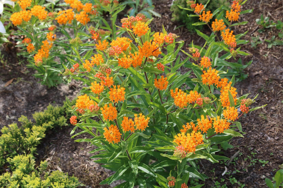 G2606 Asclepias Tuberosa - View 7 from www redcrocus com