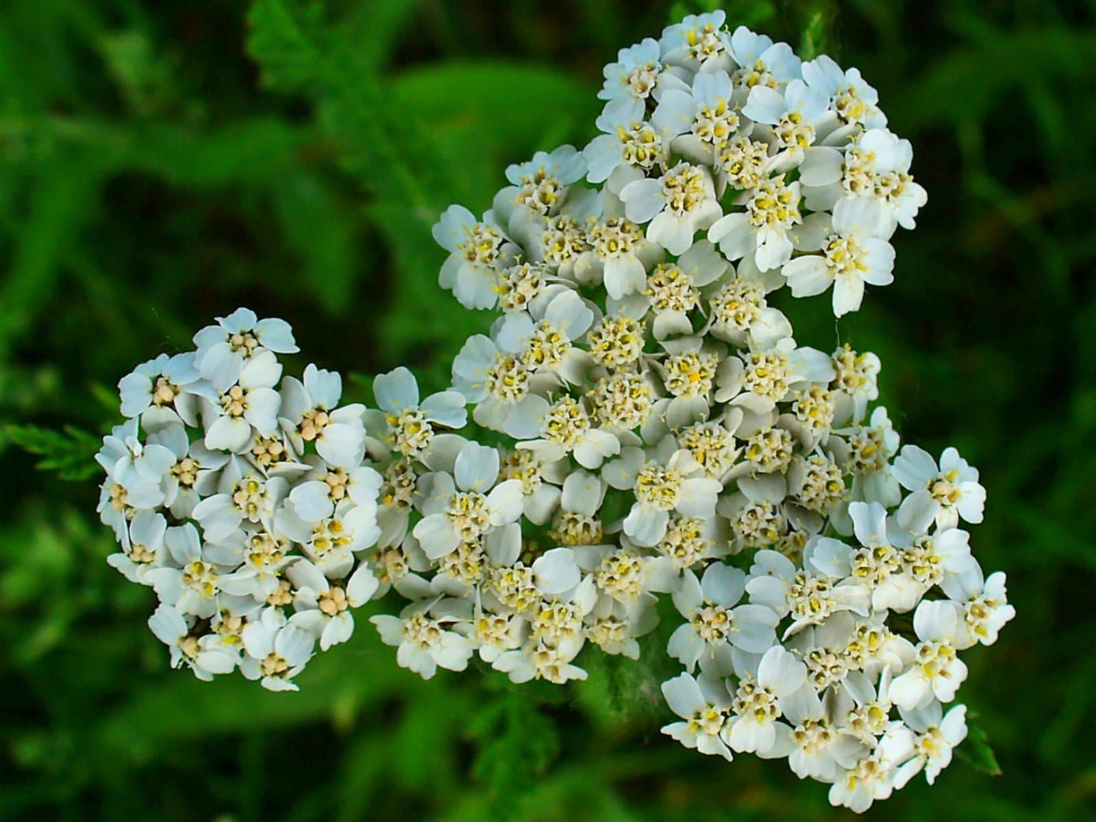 G2615 Achillea Millefolium - View 10 from www redcrocus com