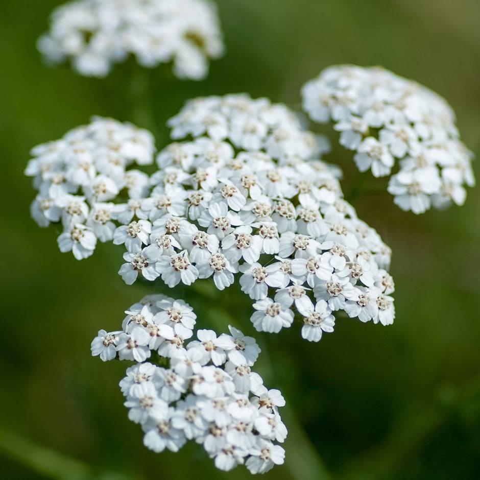 G2615 Achillea Millefolium - View 11 from www redcrocus com