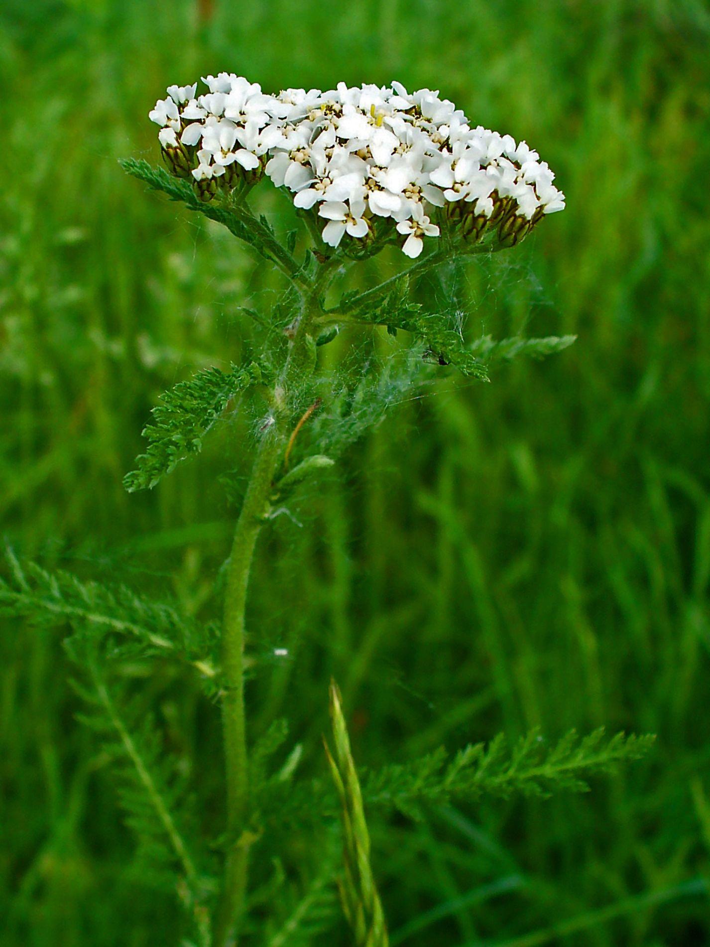 G2615 Achillea Millefolium 12 61afefbb 38b1 4b42 B3f2 Dab7a2e575b2 from www redcrocus com