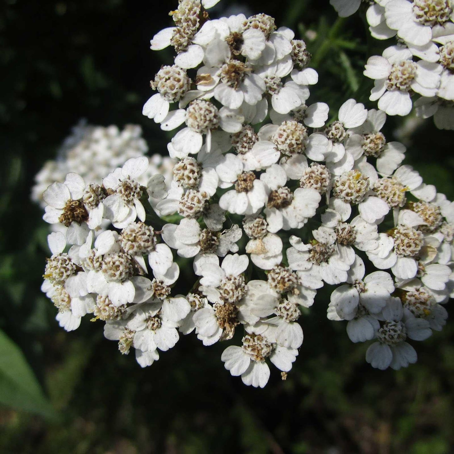 G2615 Achillea Millefolium - View 13 from www redcrocus com