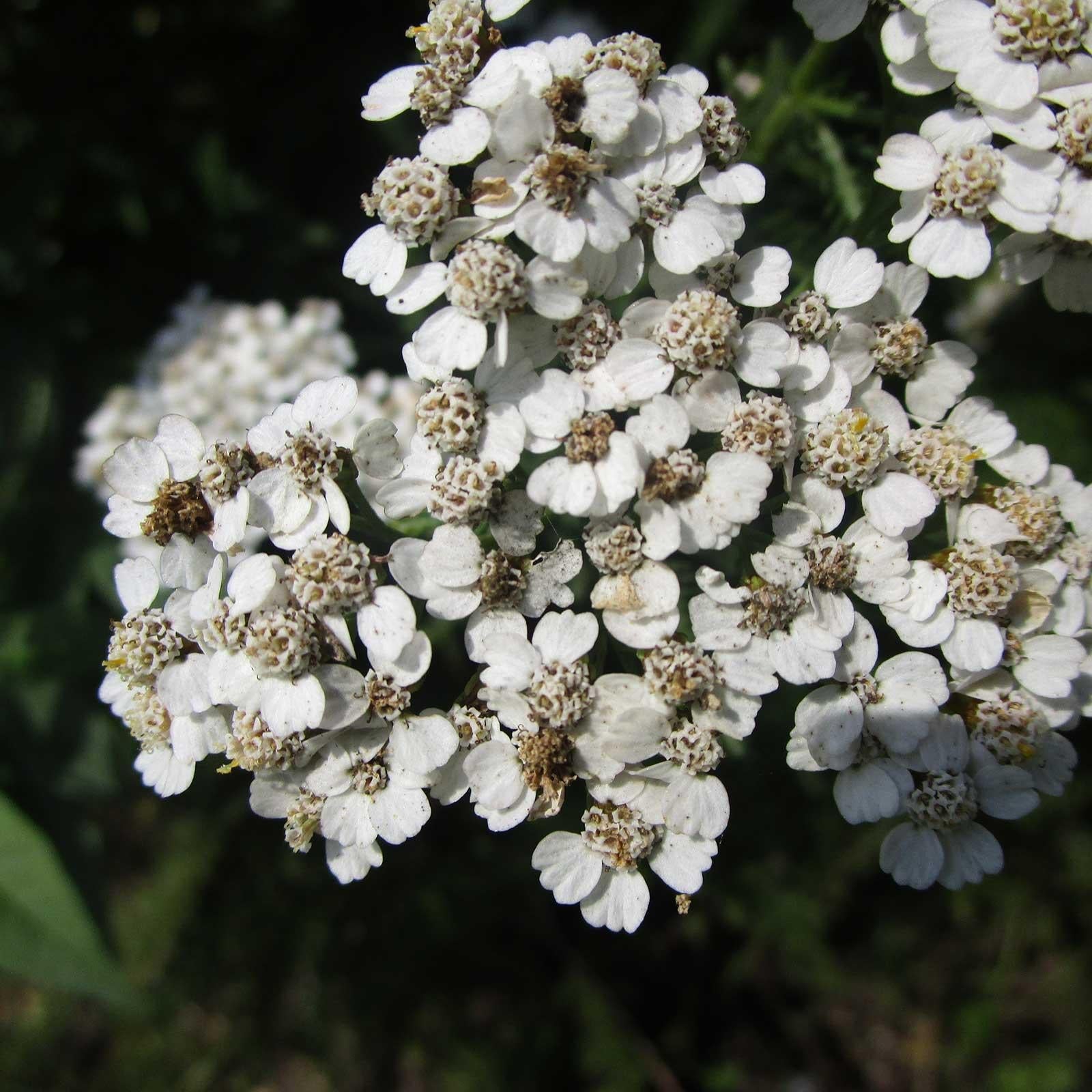 G2615 Achillea Millefolium - View 13 from www redcrocus com