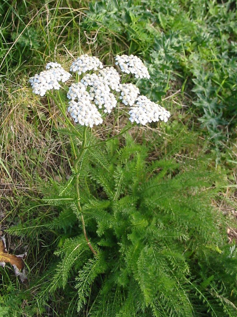 G2615 Achillea Millefolium - View 14 from www redcrocus com