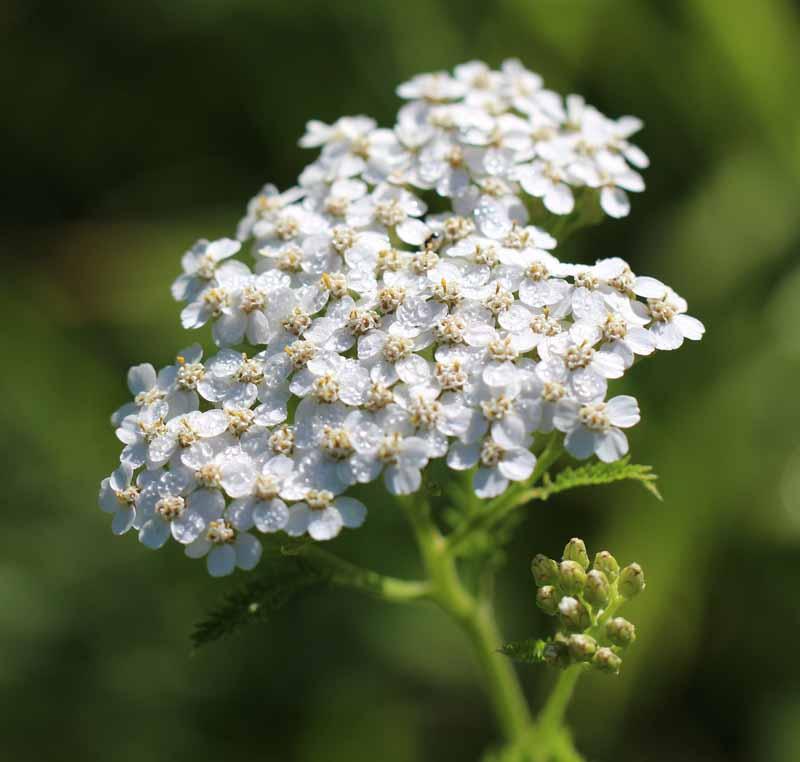 G2615 Achillea Millefolium - View 15 from www redcrocus com