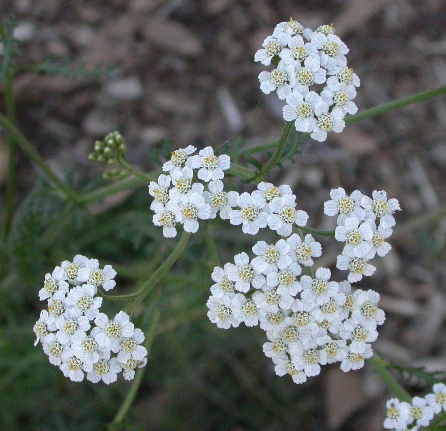 G2615 Achillea Millefolium - View 16 from www redcrocus com