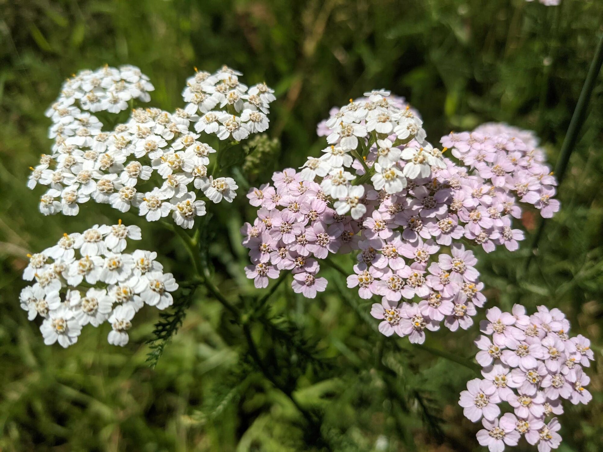 G2615 Achillea Millefolium 18 D6804ac7 Bc90 4b79 97cf 3ed3e53ede5a from www redcrocus com