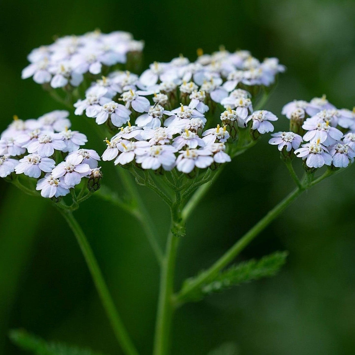 G2615 Achillea Millefolium 19 B7ecc3d8 6d12 417b 8719 2a2fe085feca from www redcrocus com