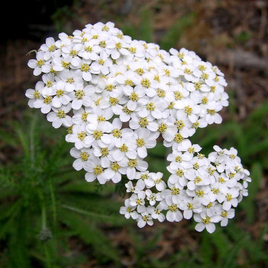 G2615 Achillea Millefolium 1 6bf6aaa9 0ff3 4d00 A3d2 A109104bd938 from www redcrocus com