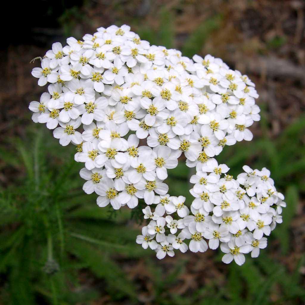 G2615 Achillea Millefolium - View 1 from www redcrocus com