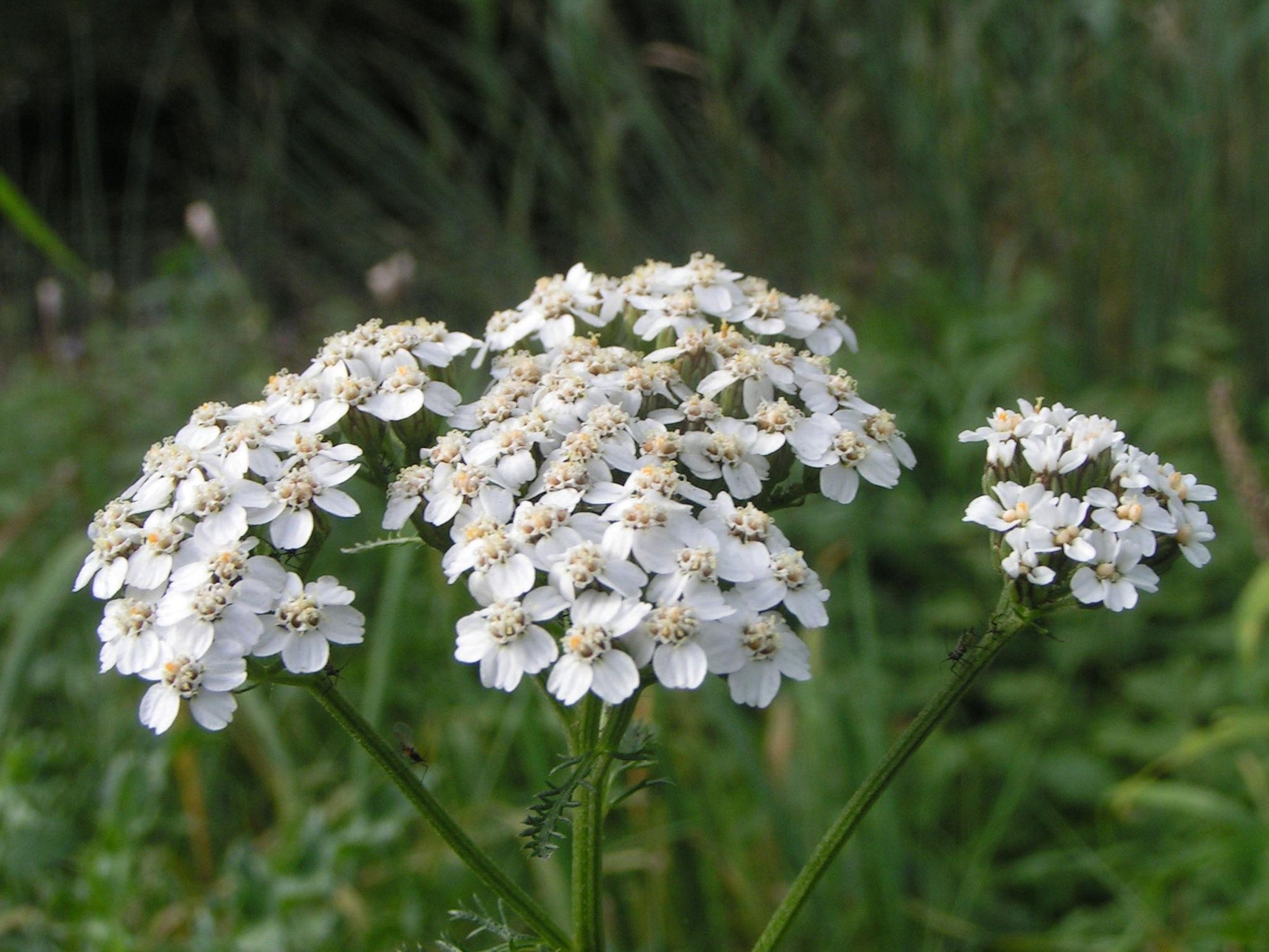 G2615 Achillea Millefolium 2 0b968e03 17f6 4629 Be14 7e8cdb88a3b8 from www redcrocus com