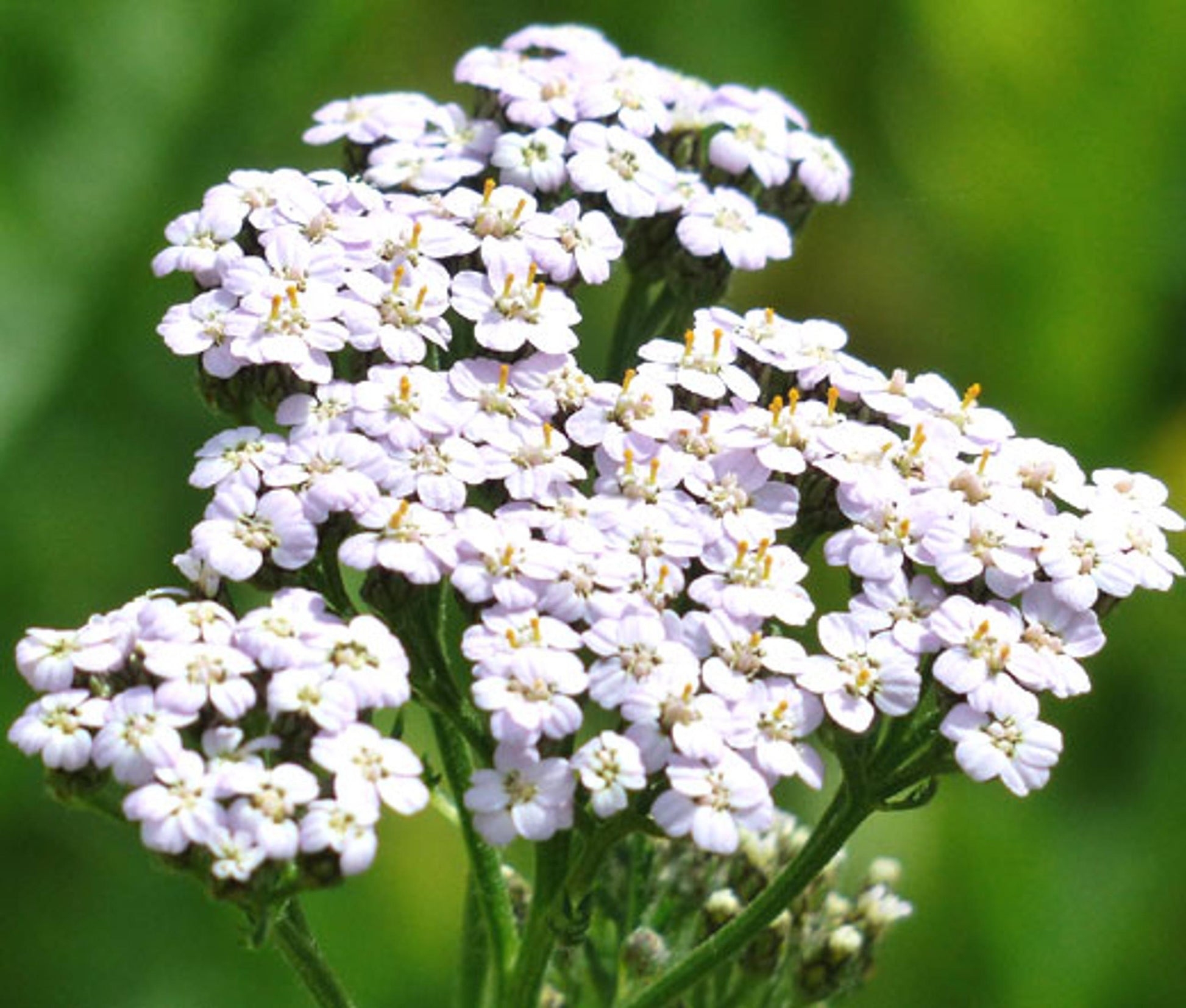 G2615 Achillea Millefolium - View 3 from www redcrocus com