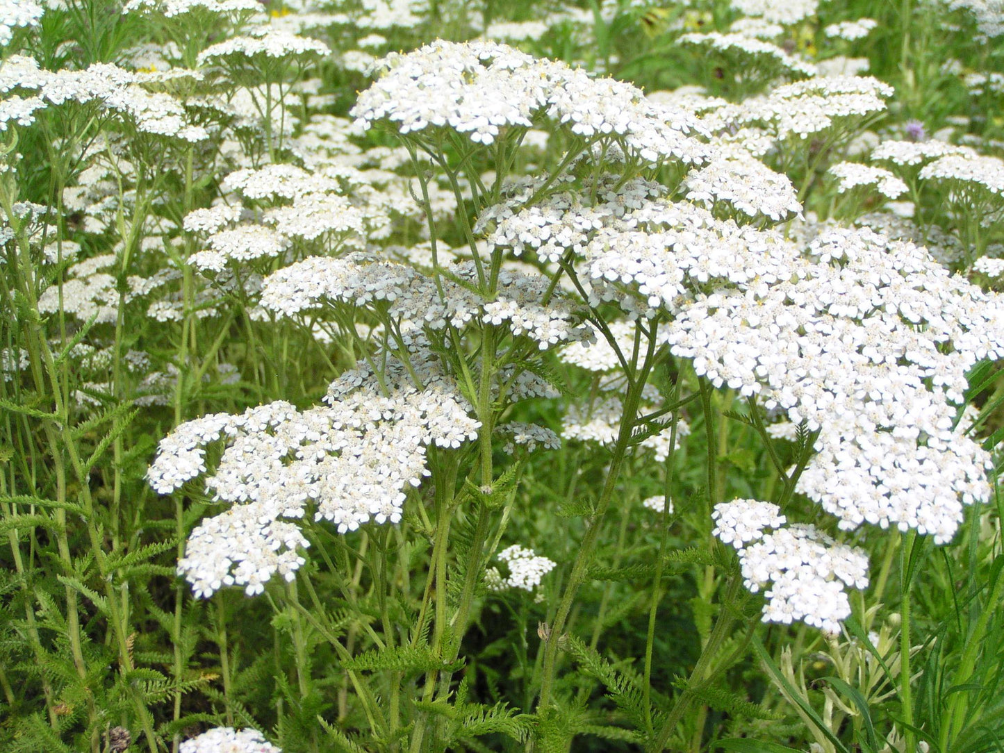 G2615 Achillea Millefolium - View 4 from www redcrocus com