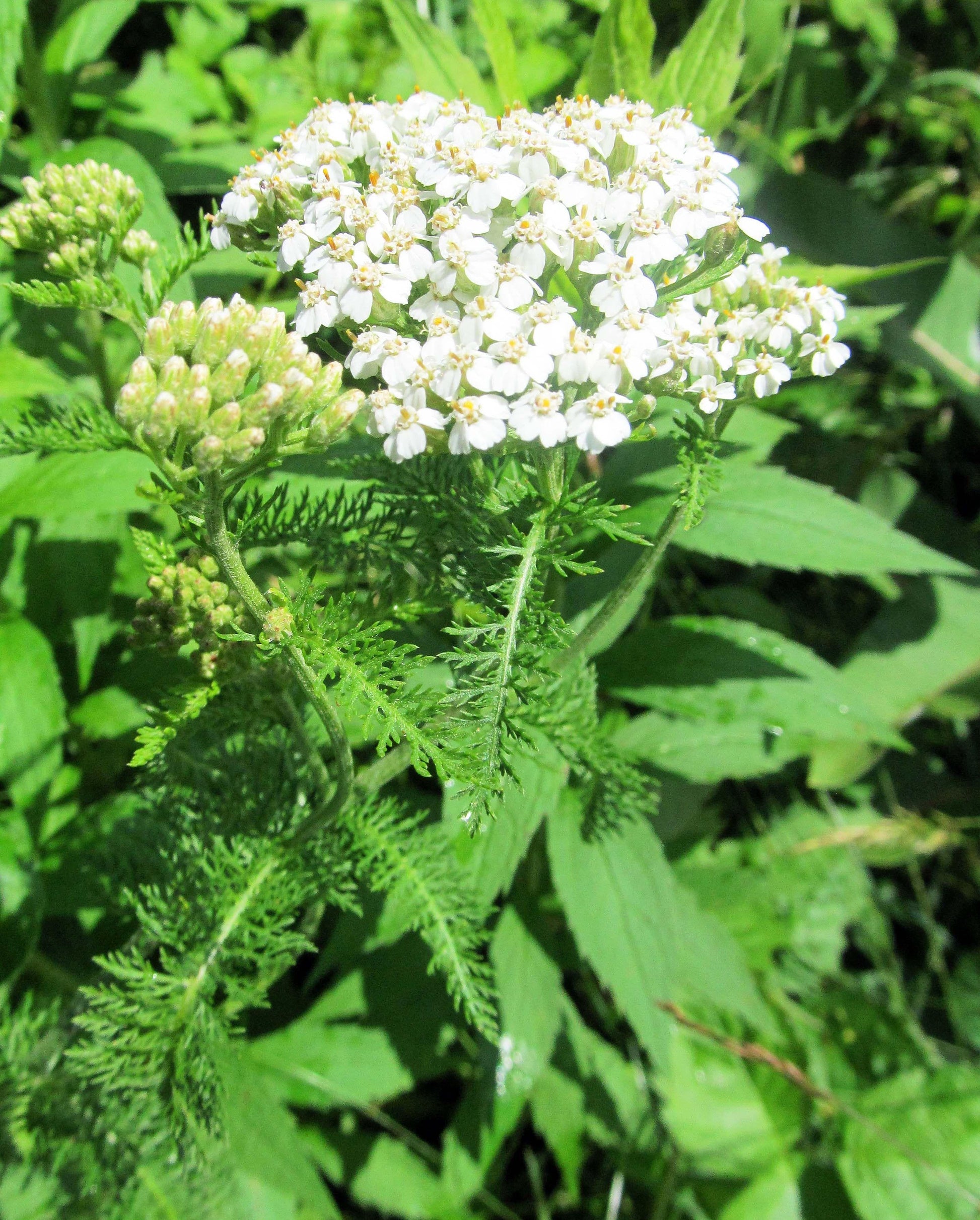 G2615 Achillea Millefolium - View 5 from www redcrocus com